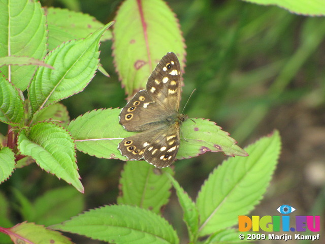SX06887 Speckled Wood butterfly (Pararge aegeria)